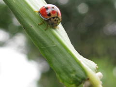 Declivitata olivieri