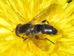 Anasimyia bilinearis
