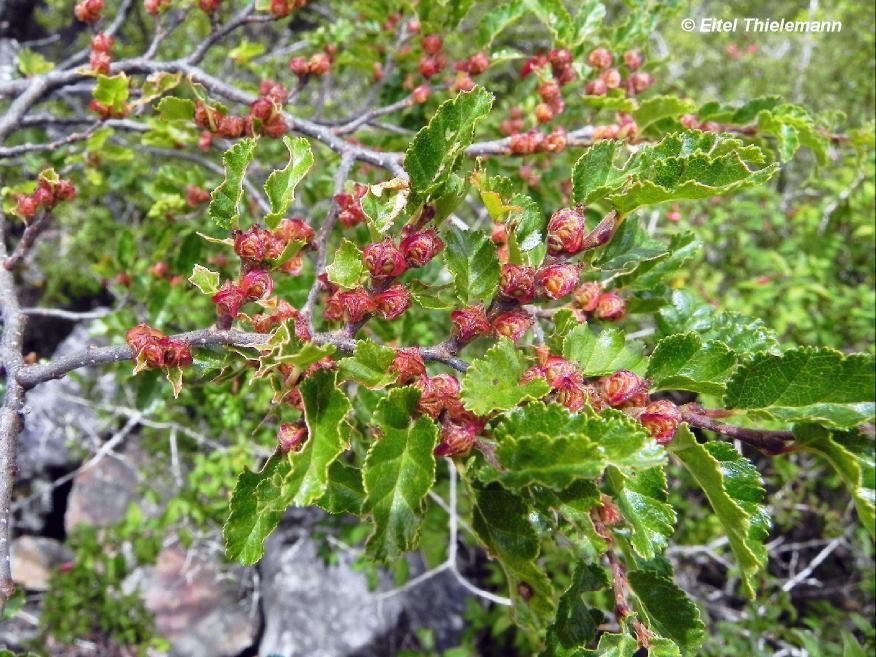 Antarctic Beech (tamango Flora) · Inaturalist