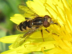 Anasimyia anausis