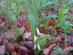 Polygonatum humile