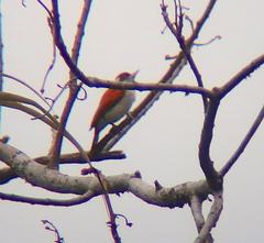 Dryobates callonotus