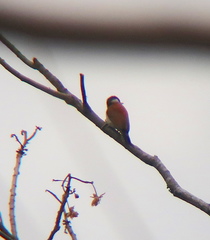 Dryobates callonotus