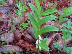 Polygonatum humile