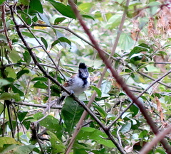 Thamnophilus bernardi