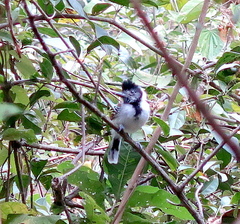 Thamnophilus bernardi