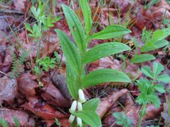 Polygonatum humile