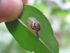 Kerkophorus melvilli