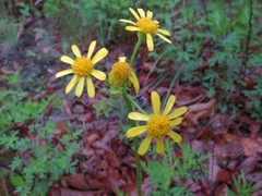 Tephroseris kirilowii