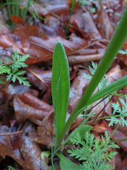 Tephroseris kirilowii