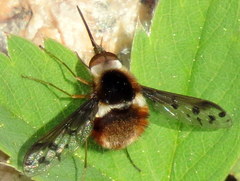 Bombylius pygmaeus