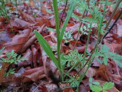 Tephroseris kirilowii