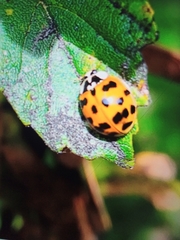 Harmonia axyridis
