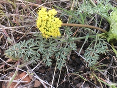 Lomatium plummerae