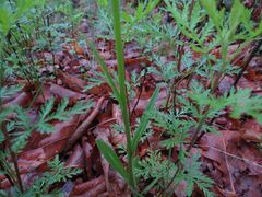 Tephroseris kirilowii