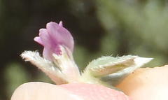 Amphithalea fourcadei