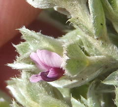 Amphithalea fourcadei