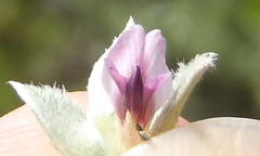 Amphithalea fourcadei