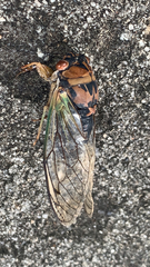 Neotibicen lyricen