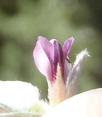 Amphithalea fourcadei