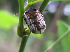Elaphinis delagoensis