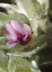 Amphithalea fourcadei