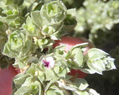 Amphithalea fourcadei