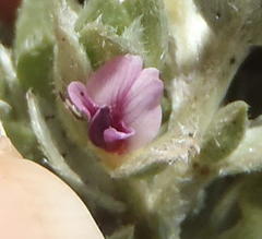 Amphithalea fourcadei