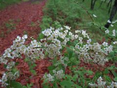 Spiraea media
