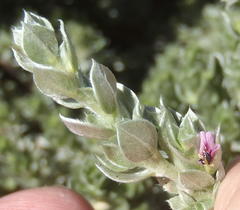 Amphithalea fourcadei