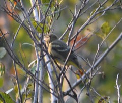 Piranga ludoviciana
