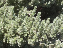 Amphithalea fourcadei