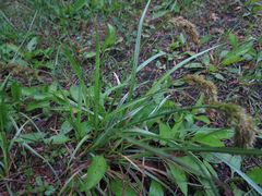 Carex laevissima