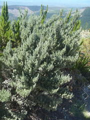 Amphithalea fourcadei