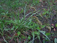 Carex laevissima