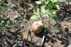 Helix pomatia