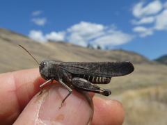 Arphia pseudonietana