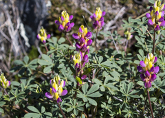 Lupinus stiversii