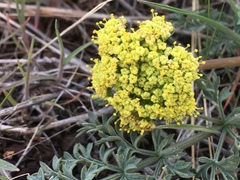 Lomatium plummerae