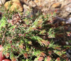 Erica filiformis