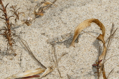 Sphingonotus imitans