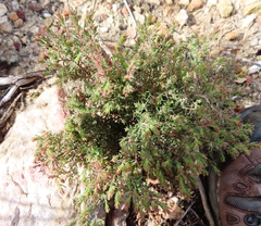 Erica filiformis