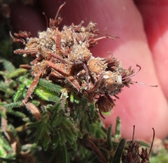 Erica filiformis