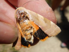 Noctua fimbriata