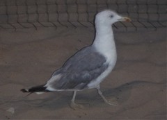 Larus michahellis