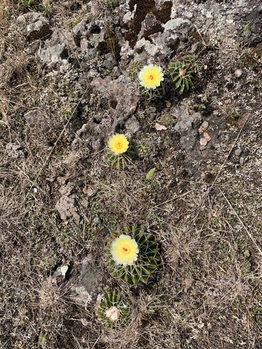 Parodia buiningii