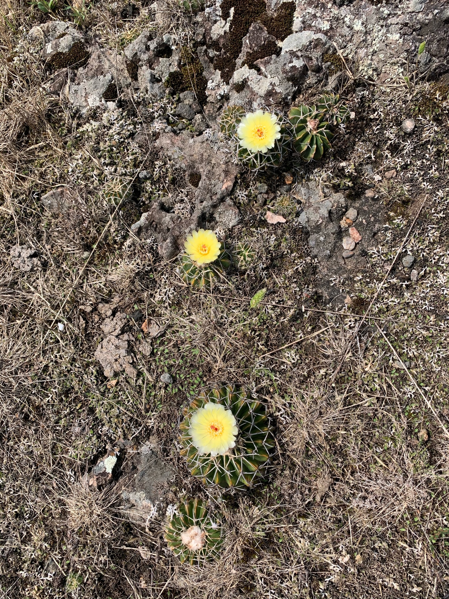 Parodia buiningii