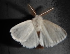 Euproctis chrysorrhoea