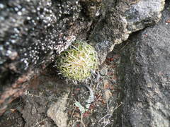 Echinofossulocactus phyllacanthus