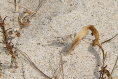 Sphingonotus imitans